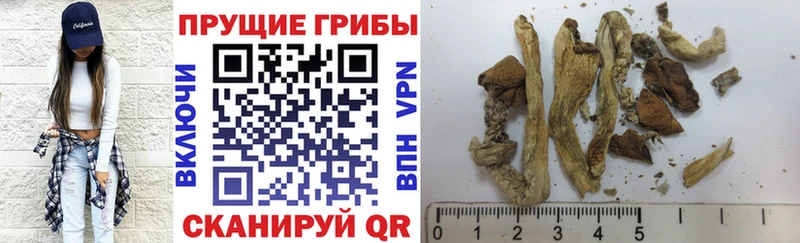 где можно купить наркотик  Невельск  Галлюциногенные грибы мицелий 